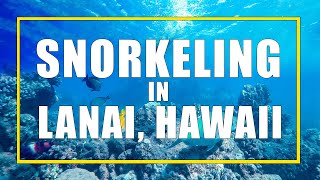 Lanai Snorkelling From Maui with Trilogy [upl. by Allen143]