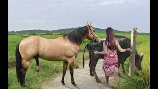 My sister training care her lovely horse in beginner 2021 [upl. by Vassell120]