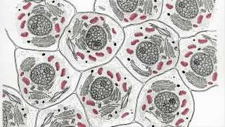 Mitochondria Chloroplasts and the Endosymbiotic Theory [upl. by Kieryt]