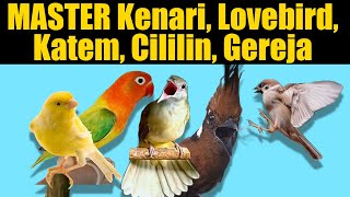 MASTER KENARI LOVEBIRD KATEM CILILIN GEREJA [upl. by Yaf227]