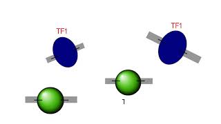 Chromatin Immunoprecipitation ChIP explanation [upl. by Aseral272]