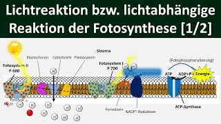 Lichtabhängige Reaktion Lichtreaktion Primärreaktion der Fotosynthese 12 Biologie Oberstufe [upl. by Stoddard]