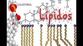 Lipidos Bioquímica [upl. by Castle339]