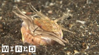 Absurd Creatures  RealLife quotTremorsquot Graboid The Bobbit Worms Jaws Can Slice a Fish in Two [upl. by Retrac]