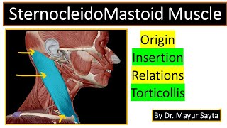 SternocleidoMastoid Muscle [upl. by Rourke]