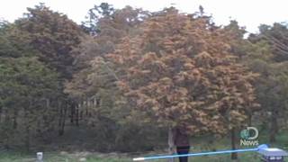 Massive Tree Pollen Explosion Explained [upl. by Shermie]