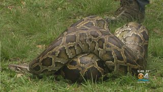 The 2020 Florida Python Challenge Gets Underway [upl. by Shanks806]