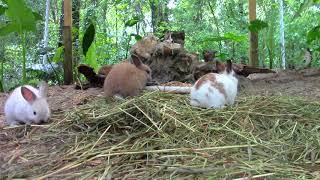 Rabbits Playing on a Southern Spring Day [upl. by Ahserkal303]