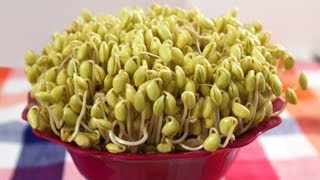 How to grow Soybean Sprouts Kongnamul 콩나물 [upl. by Barcot120]