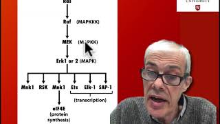 45 Downstream signalling from Ras MAPK pathway [upl. by Shandy374]