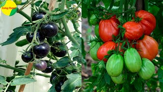 11 Tipos de Tomates [upl. by Elbys]