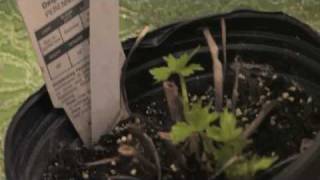 Flower Gardening Tips  How to Grow Delphinium [upl. by Arenat]