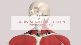 Trapezius Function Assist Contralateral Head Rotation 3D Animation [upl. by Ietta]