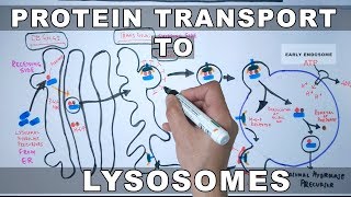 Lysosomal Protein Targeting [upl. by Susanetta279]