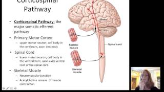 Lecture12 Efferent Nervous System [upl. by Athelstan]