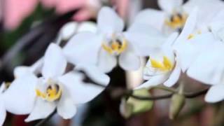 Phalaenopsis Amabilis  Orchid [upl. by Elli]