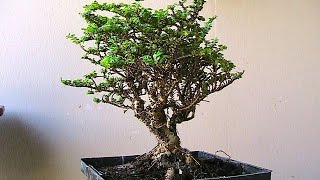 Hokkaido Elm Bonsai Tree [upl. by Nerrag672]