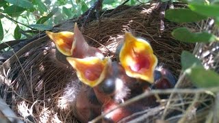 Blackbird nesting  from building the nest to leaving the nest [upl. by Oihsoy]