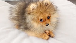 1 HOUR OF POMERANIANS PLAYING  POMERANIAN PUPPY COMPILATION VIDEO [upl. by Romine]