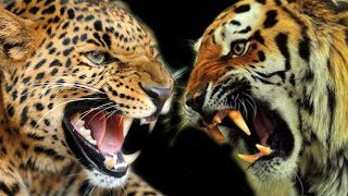 Harimau vs Macan Tutul  Pertarungan dan Perbandingan [upl. by Ahsirahc703]