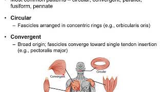 Chapter 11B  Muscular System Naming Skeletal Muscles and Arrangement of Fascicles [upl. by Studdard]