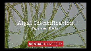 Introduction to Algae Identification Tips amp Tricks [upl. by Angy]