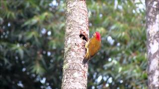 Pájaro carpintero cariblanco Colaptes rubiginosus [upl. by Eiramllij341]