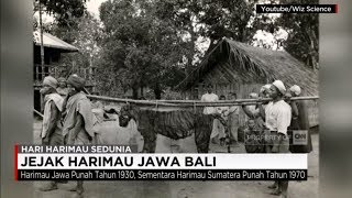 Jejak Harimau Jawa Bali  Hari Harimau Sedunia [upl. by Pablo]