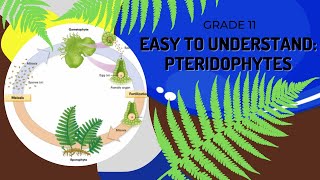 Pteridophytes [upl. by Atinuhs]