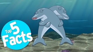 Top 5 Freaky Facts About Dolphin Sex [upl. by Fiora]