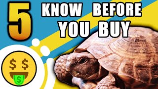 5 Things To Know BEFORE Getting A Russian Tortoise [upl. by Ayyidas]