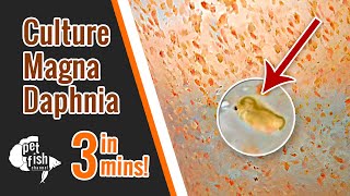 How to culture DAPHNIA MAGNA  The easy way [upl. by Margalit836]