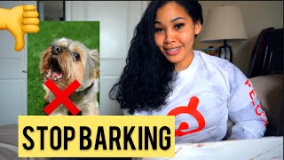 STOP BARKING PLEASE  Yorkie Training [upl. by Wescott]