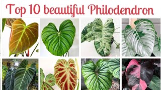 Top 10 Beautiful Philodendrons You Must Have indoorplants [upl. by Kellyann]