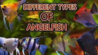 The different types of angelfish [upl. by Ibrik564]