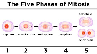 Mitosis How One Cell Becomes Two [upl. by Gorges]