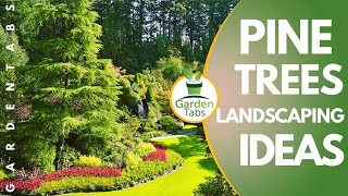 Pine Trees Landscaping Ideas [upl. by Ogdon]