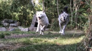 When Wolves Soar in slow motion [upl. by Nannahs]