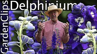 Delphinium  Larkspur  Growing Delphinium [upl. by Nuoras177]