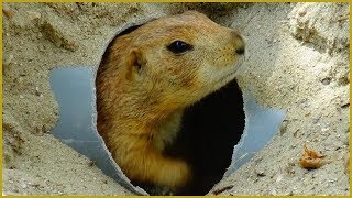 Cynomys ludovicianus  Ord 1815  Sciuridae  Chien de prairie à queue noire  France  082019 [upl. by Siloam]