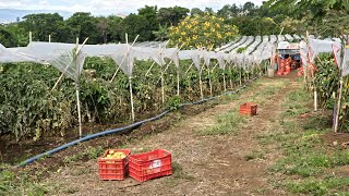 Manejo de Cultivos Fenología del Tomate [upl. by Gwyneth338]