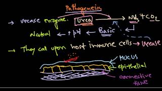 What Are Treatment Options For Resistant H Pylori [upl. by Ecyal377]