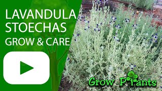 Lavandula stoechas – grow amp care French lavender [upl. by Argella76]