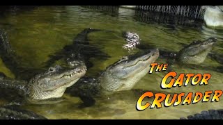 What Sounds Do Alligators Make [upl. by Eillo]