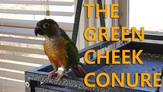 Why Green Cheek Conures Are Good Birds [upl. by Whittemore]