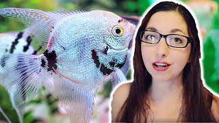 ANGELFISH CARE GUIDE 🐟 Freshwater Angelfish Basics [upl. by Weylin13]