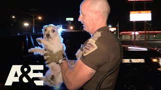 Live PD Puppy Pals Season 3  AampE [upl. by Jasen]