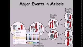 9 Meiosis cell division phases [upl. by Rollie]