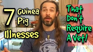 7 Guinea Pig Illnesses That Dont Require A Vet [upl. by Atcliffe]