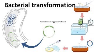 Bacterial transformation [upl. by Nitsyrk]